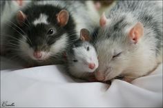 three rat mice are sleeping together on the bed