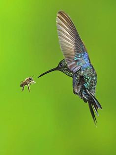 a hummingbird flying with a small insect in it's mouth and its wings spread wide open