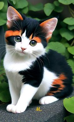 a black, orange and white cat sitting on top of a rock next to green plants