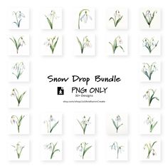 snowdrop bundle for photoshopping