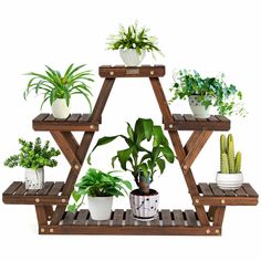 an assortment of house plants are arranged on three wooden shelvings, each with different types of potted plants