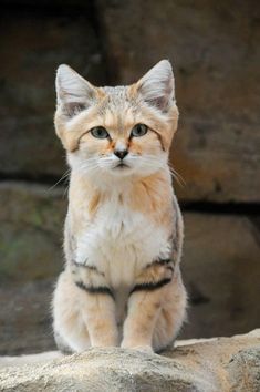 an orange and white cat sitting on top of a rock