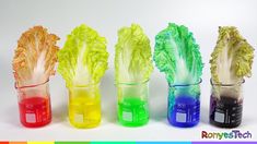 four different colored glass vases with lettuce in them