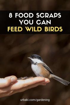 a hand holding a bird with the words 8 food scraps you can feed wild birds