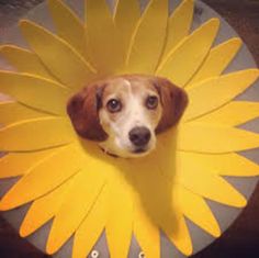 a brown and white dog sitting on top of a yellow flower