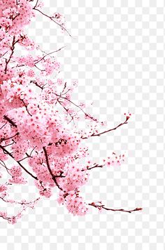 pink flowers on the branches of a tree, hd png image with transparent background