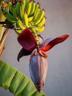 a bunch of bananas hanging from a tree