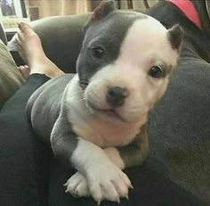 a dog sitting on top of a person's lap