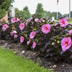 some pink flowers are growing in the grass