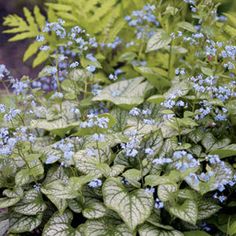 blue flowers and green leaves are growing in the garden