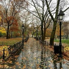 an empty park with trees and leaves on the ground