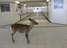 a deer standing in the middle of a long hallway