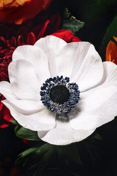 white and red flowers with green leaves in the background on a black background, closeup