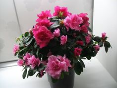 pink flowers are in a black vase on a white countertop next to a window