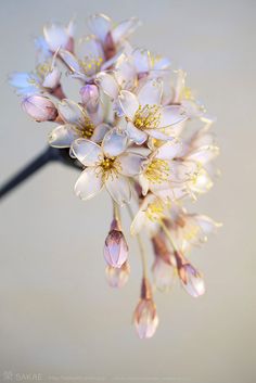 some white flowers with yellow stamens are in the foreground and a gray background