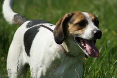 a dog standing in the grass with its mouth open