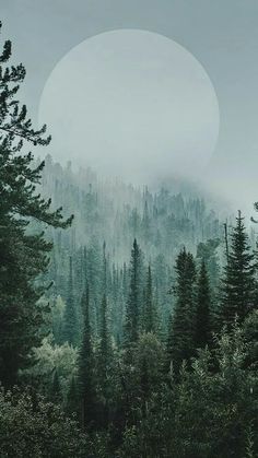 a forest filled with lots of trees under a full moon covered sky in the distance