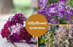 Collage of gillyflowers. Matthiola Incana, Overnight Oats Recipe Healthy, Gardening Gifts, Flowers Gardening, Oats Recipe, Recipe Healthy, Overnight Oats