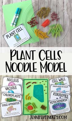 an image of plant cells model on a table with text overlay that reads plant cells noodlee model