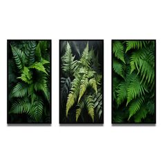 three green plants are shown in this set of three pictures, one is on the wall and