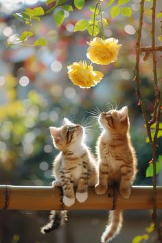 60 Tips To Grow Your Cat Magic Images, Hd Cover Photos, ليلو وستيتش, Boho Painting, Online Group, Cat Painting, Beautiful Cat