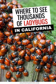 a bunch of ladybugs sitting on top of a wooden fence with the words where to see thousands of ladybugs in california