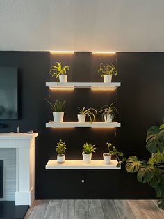 a living room filled with lots of plants on top of shelves next to a fire place