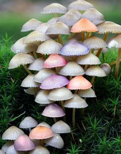 a group of small mushrooms growing out of the ground