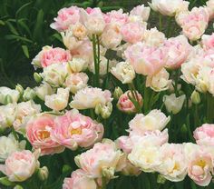 many pink and white flowers are blooming together