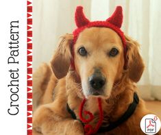 a brown dog wearing a red devil hat