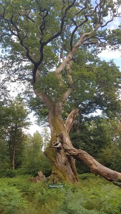 an old tree in the middle of a forest