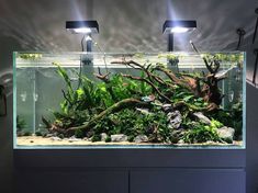 an aquarium filled with plants and rocks under two lights on the side of a wall