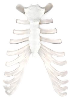 the ribs are shown in white and have long bones that look like they've been made out of plastic