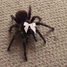 a black spider with a white bow on it's head sitting on the floor