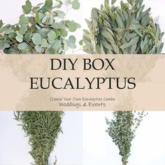 four different types of eucalyptus plants with the title diy box eucalyptus