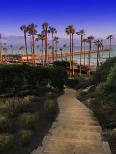 there are many palm trees on the beach and some stairs leading up to the water