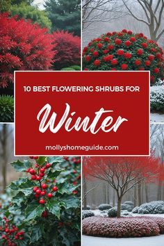 the best flowering shrubs for winter are in this collage with red berries and evergreens