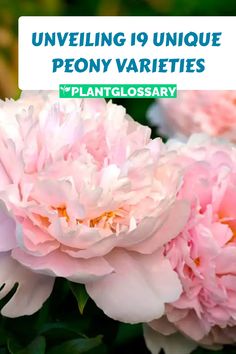 pink flowers with the words unveiling 19 unique peony varieties plantglossary