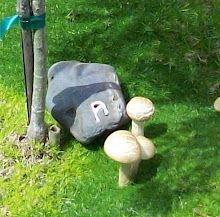 mushrooms growing in the grass next to a rock