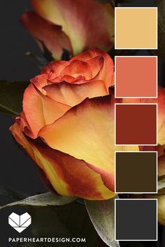 a close up of a flower with color swatches