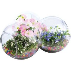 two clear vases filled with flowers and rocks