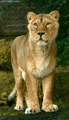 a large lion standing on top of a lush green field