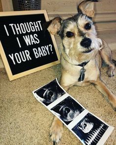 a dog laying on the floor next to a sign that says, i thought i was your baby?