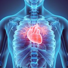 an x - ray shows the heart and lungs