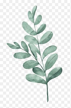 a green plant with leaves on it, transparent background png clipart - watercolor painting