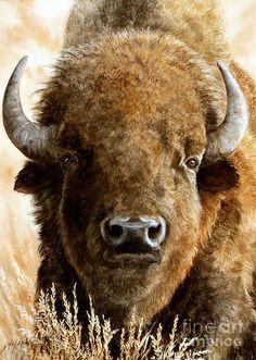 an image of a bison that is looking at the camera