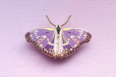 a purple and white butterfly sitting on top of a pink surface