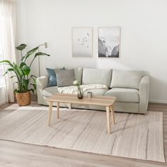 a living room with a couch, coffee table and potted plant in the corner