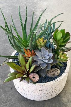 an assortment of succulents and plants in a white pot on the ground