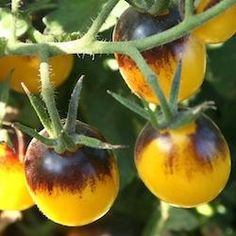 some yellow and brown tomatoes hanging from a tree